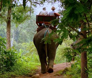 Preview wallpaper elephant, driver, jungle, trees