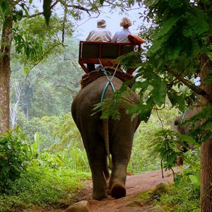 Preview wallpaper elephant, driver, jungle, trees