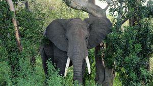 Preview wallpaper elephant, ears, walk, trees, grass