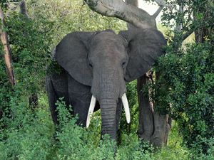 Preview wallpaper elephant, ears, walk, trees, grass