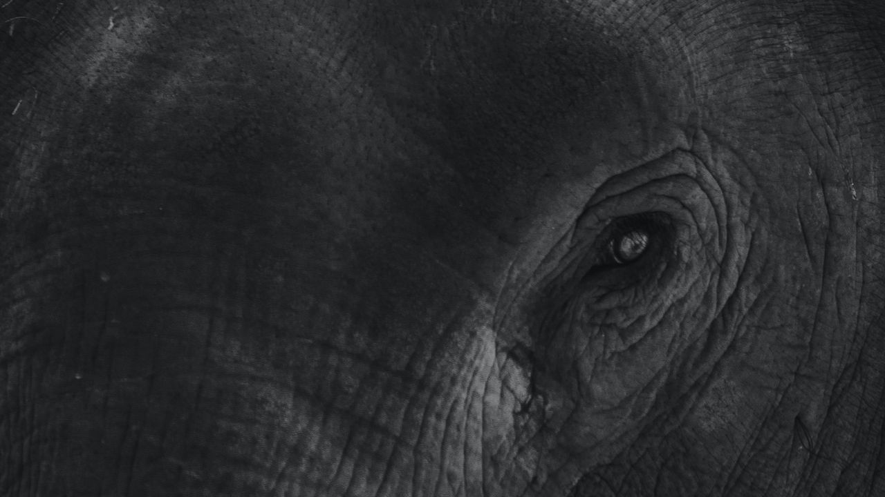 Wallpaper elephant, eye, bw, skin, animal