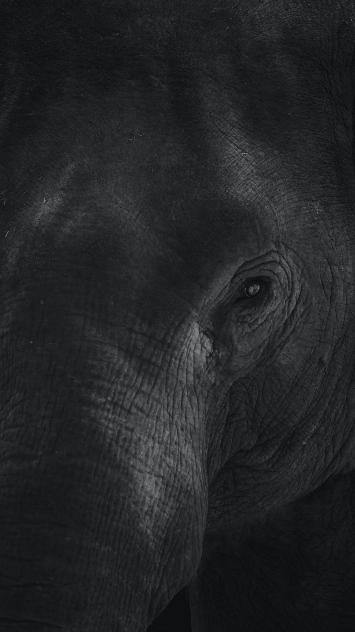 elephant wallpaper desktop black and white