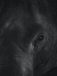 Preview wallpaper elephant, eye, bw, skin, animal