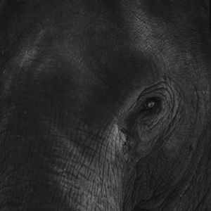 Preview wallpaper elephant, eye, bw, skin, animal