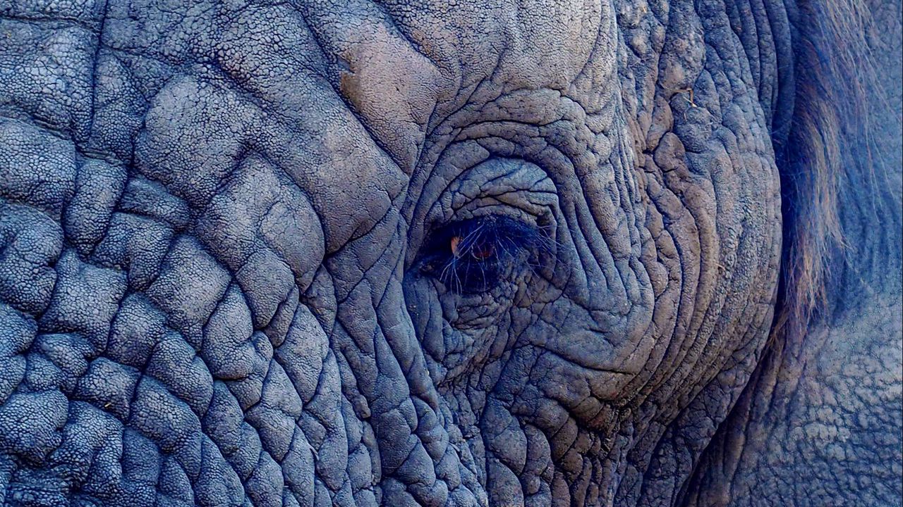 Wallpaper elephant, eye, folds
