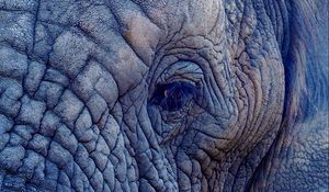 Preview wallpaper elephant, eye, folds