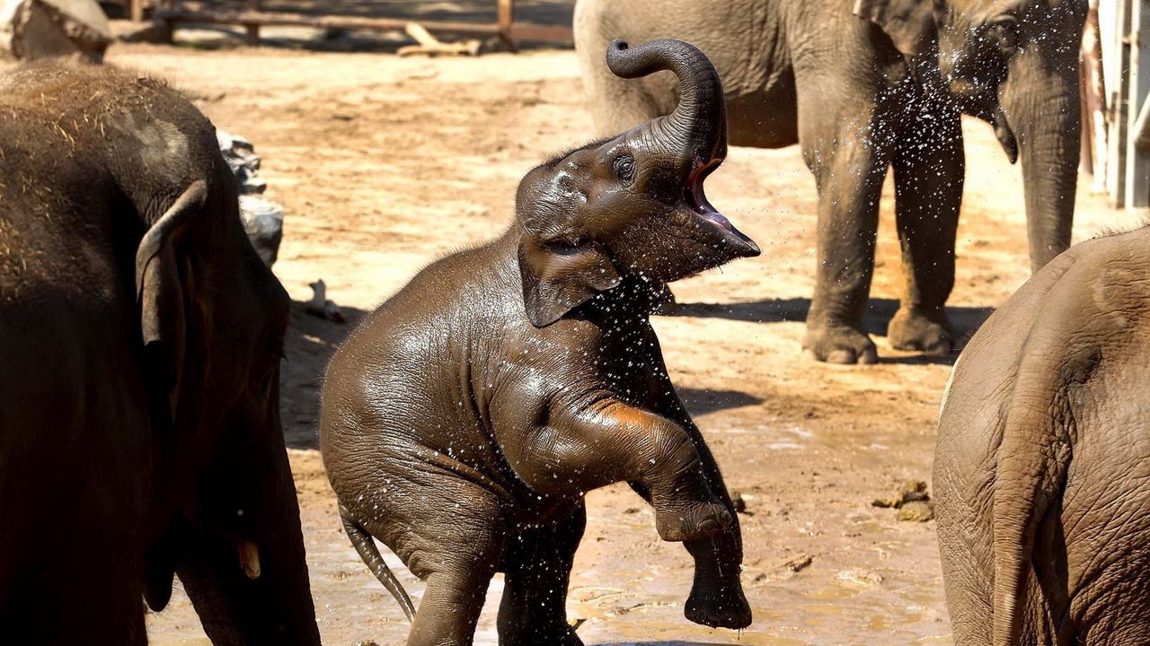Wallpaper elephant, family, caring, playful, cub