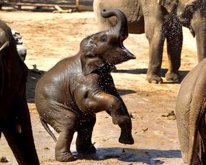 Preview wallpaper elephant, family, caring, playful, cub