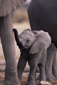 Preview wallpaper elephant, feet, walk, family, cub