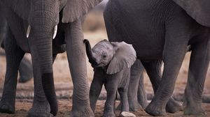 Preview wallpaper elephant, feet, walk, family, cub