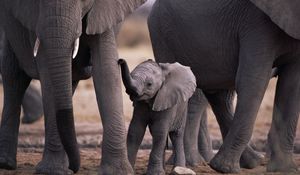 Preview wallpaper elephant, feet, walk, family, cub