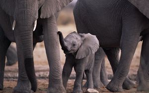 Preview wallpaper elephant, feet, walk, family, cub