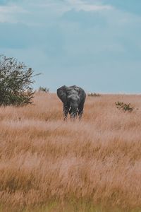 Preview wallpaper elephant, field, grass, wildlife