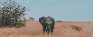 Preview wallpaper elephant, field, grass, wildlife