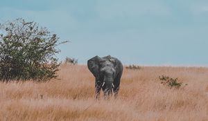 Preview wallpaper elephant, field, grass, wildlife