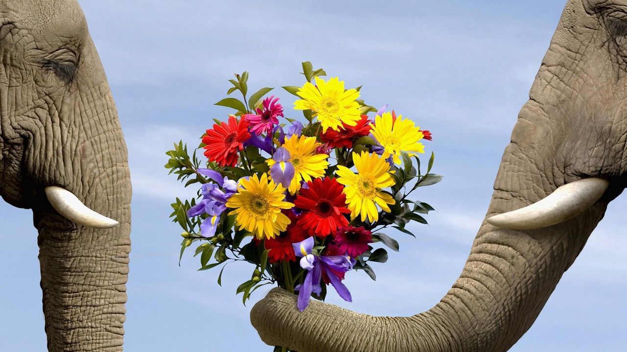 Wallpaper elephant, flowers, bouquet