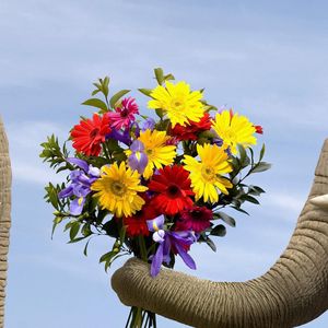 Preview wallpaper elephant, flowers, bouquet