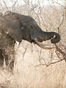 Preview wallpaper elephant, forest, tree, walk