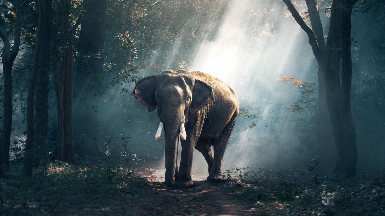 Wallpaper elephant, forest, trees, sunlight, shadow