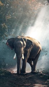 Preview wallpaper elephant, forest, trees, sunlight, shadow