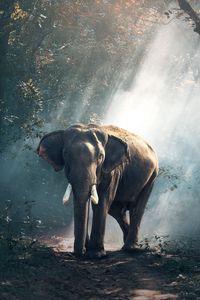 Preview wallpaper elephant, forest, trees, sunlight, shadow
