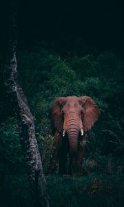 Preview wallpaper elephant, forest, wildlife, dark