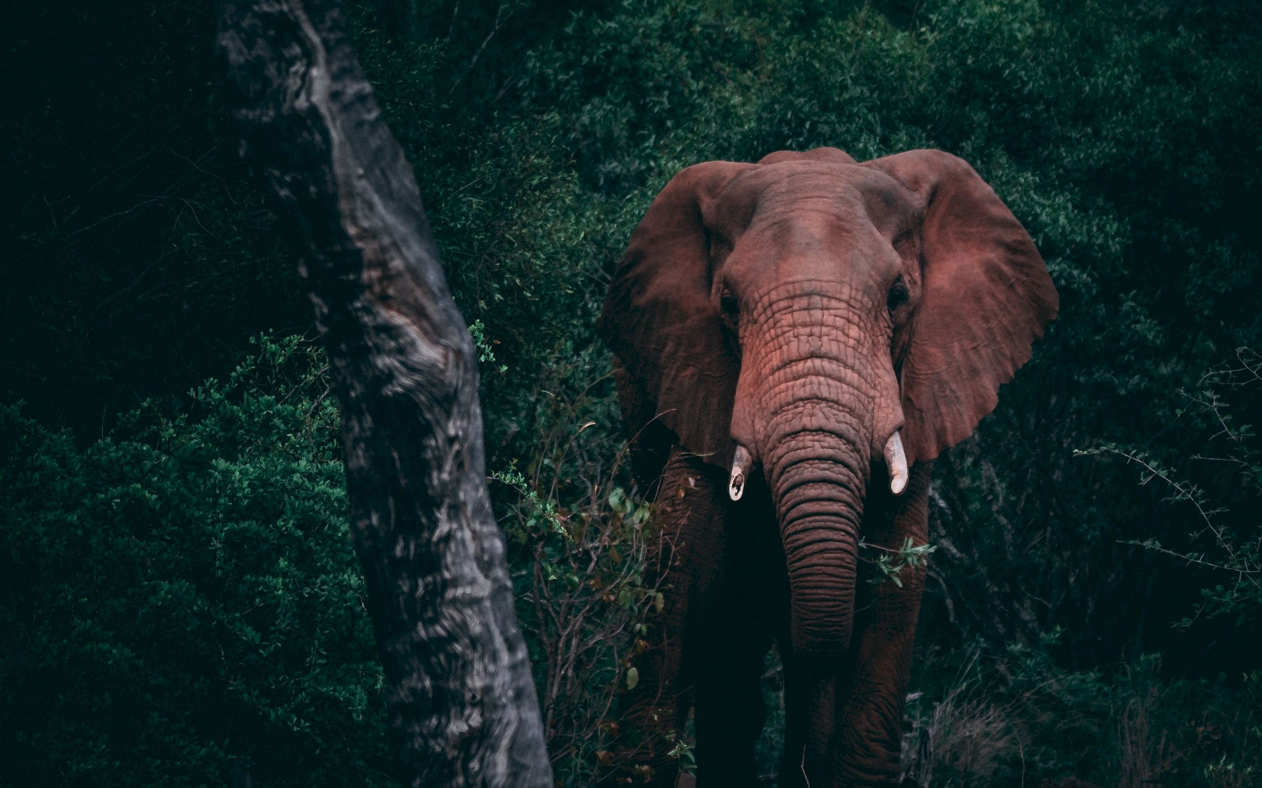 Download wallpaper 2560x1600 elephant, forest, wildlife, dark