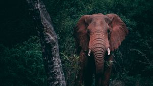 Preview wallpaper elephant, forest, wildlife, dark