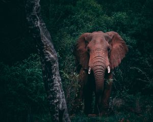 Preview wallpaper elephant, forest, wildlife, dark