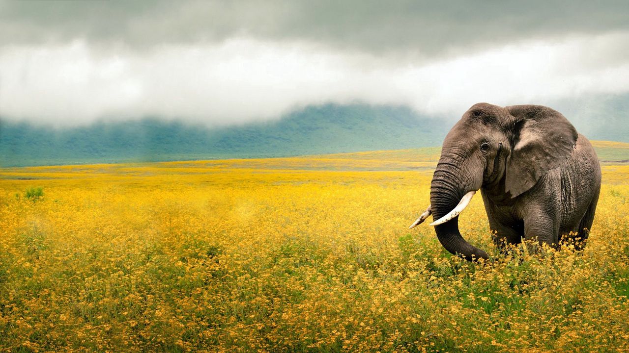 Wallpaper elephant, grass, field, walk, sky, beautiful scenery