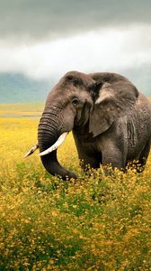 Preview wallpaper elephant, grass, field, walk, sky, beautiful scenery