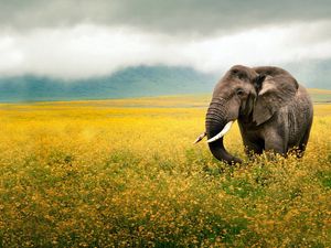 Preview wallpaper elephant, grass, field, walk, sky, beautiful scenery