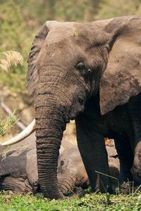 Preview wallpaper elephant, grass, playful