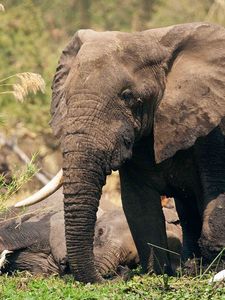 Preview wallpaper elephant, grass, playful