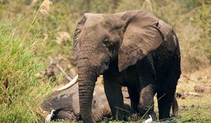 Preview wallpaper elephant, grass, playful