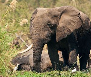 Preview wallpaper elephant, grass, playful