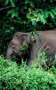 Preview wallpaper elephant, grass, trees