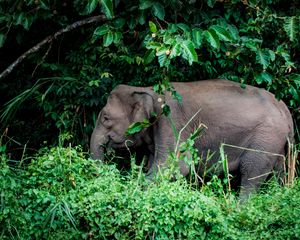 Preview wallpaper elephant, grass, trees