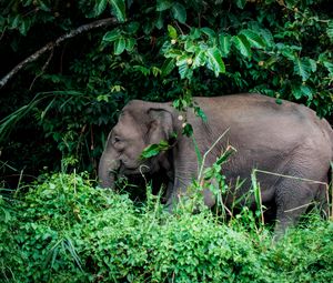 Preview wallpaper elephant, grass, trees