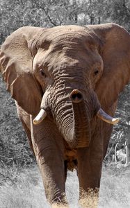 Preview wallpaper elephant, grass, trunk