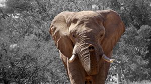 Preview wallpaper elephant, grass, trunk