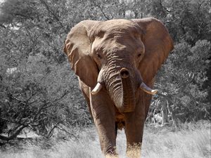 Preview wallpaper elephant, grass, trunk