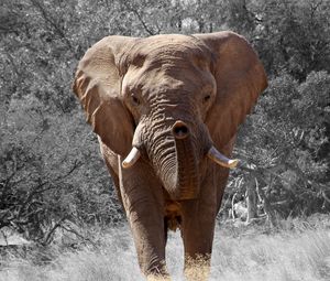 Preview wallpaper elephant, grass, trunk