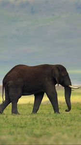 Preview wallpaper elephant, grass, tusks, walking