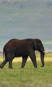 Preview wallpaper elephant, grass, tusks, walking