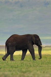 Preview wallpaper elephant, grass, tusks, walking