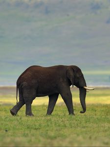 Preview wallpaper elephant, grass, tusks, walking