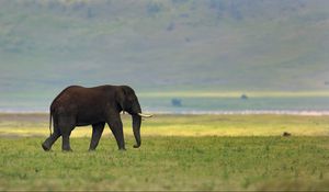 Preview wallpaper elephant, grass, tusks, walking