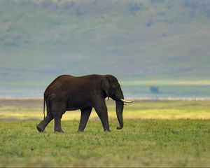 Preview wallpaper elephant, grass, tusks, walking