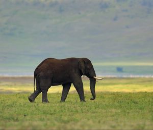 Preview wallpaper elephant, grass, tusks, walking